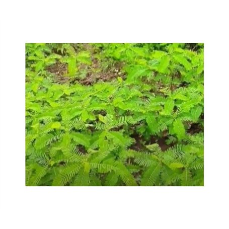 DL-pro Joint de porte pour four AEG Electrolux 809001402/1 8090014021 809001402 pour modèles Electrolux ECC. ECG. ECK. EKM. EKS.