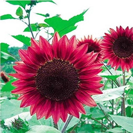 Semences de fleurs 50PC Mini arc graines de tournesol