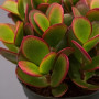Plant in a Box - Arbre de jade - Lot de 2 - Crassula ovata 'Sunset' - Hauteur 15-20cm - Pot 12cm - Plante d'intérieur - Succulen