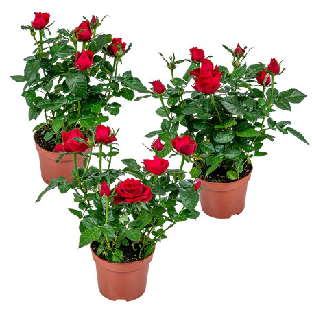 Bloomique - Lot de 3 - Rosier Nain Rouge - Plantes d’intérieur & extérieur - Terrasse & Jardin - Rustique - 20-30 cm de Haut - P