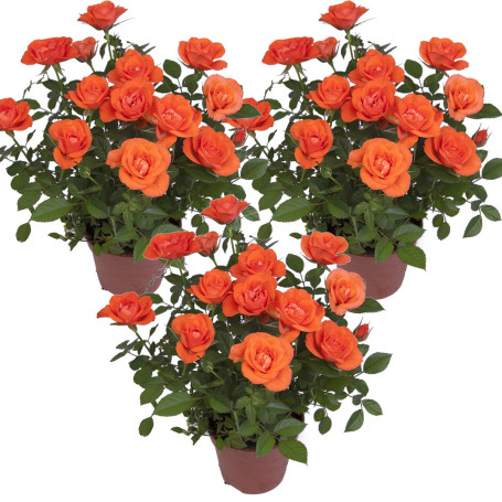 3x Pot Rose Orange – Rosa - Patio & Plante d'intérieur – ⌀12cm – 20-30cm