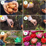 Mélange de tulipes doubles, 25 Bulbes de tulipes exclusifs de Hollande, Au moins 5 variétés et couleurs différentes, Bulbe résis