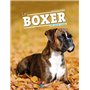 Le boxer 15,56 €