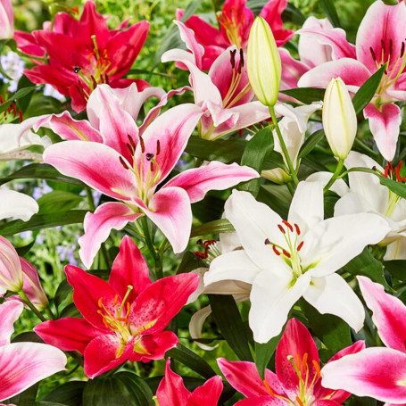 Collection de Lys Orientaux (15 pièces) en 5 Variétés - 3 de Chaque Couleur - Bulbes Vivaces et Rustiques - Mélange des Pays-Bas