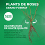 Plante des Rose roses (1 plante parfumée), grandes vivaces rustiques, plantes de Hollande pour le jardin et le pot (pas de grain