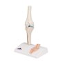 3B Scientific® Mini Articulation du Genou avec Coupe Transversale – Modèle Anatomique Humain Demi-Taille + Smart Anatomy App (Ga