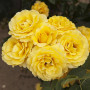 Plante des Rose Jaune (1 plante parfumée), grandes vivaces rustiques, plantes de Hollande pour le jardin et le pot (pas de grain