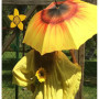 VON LILIENFELD Parapluie Canne Grand Robuste Ouverture Automatique Résistant au Vent Fleur Tournesol