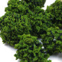 Tiardey 40 pièces Arbres de Brousse Groupes de végétation Miniatures arbustes Chemin de Fer Herbe Artificielle pour Train modèle