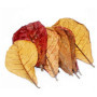 POFET Catappa Lot de 10 feuilles d'amande indiennes de ketapang, de crevettes, de poissons, de soins d'aquarium, pH inférieur po