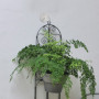 Crochets de Plafond pour Plantes suspendues, 2 Crochets de Suspension Robustes avec vis, Support Mural en métal 2 Crochets de Pl