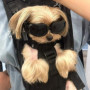1 Petite Lunettes Pour Chien Et 1 Bandana Pour Chien, Lunettes Réglables, Accessoires Pour Animaux De Compagnie, Lunettes De Sol