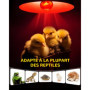 GlowUp E27 Reptile Ampoules Chauffantes 50W, Dimmable Rétro Éclairage Infrarouge Lampe De Chaleur Ampoule Spot Basking Pour Drag