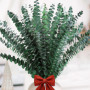 Neuytiky 20 Pièces Eucalyptus Seches,Naturel Fleurs Séchées Tiges D'Eucalyptus Véritable et Conservées de 43cm,Tige D'Eucalyptus