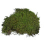 Lucky Reptile Vivarium Moss - 150 g de Mousse pour Terrarium - Mousse fraîche de Culture contrôlée - Augmente l'humidité de l'ai