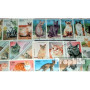 Motives 50 Divers Chats Timbres (Timbres pour Les collectionneurs) Chats/Grands félins (Lions/Tigres/léopards...)