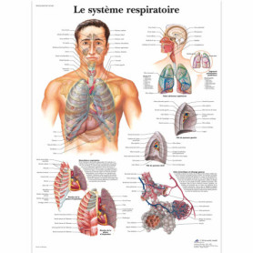 Affiche Laminée du Système Respiratoire Humain - 3B Scientific