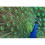 Ensemble de 3 cartes postales Paon Bleu - Finition Brillante