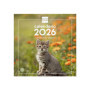 Calendrier Mural 2026 Finocam - Petits Chats, 30 x 30 cm