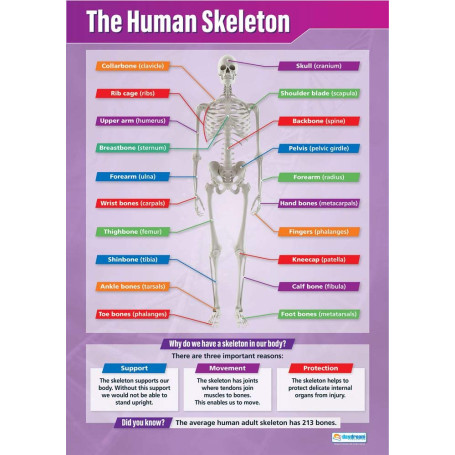 Affiche Éducative du Squelette Humain - A1 en Papier Laminé Brillant