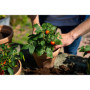 Terreau Potager Bio Floragard 40L - Idéal pour Tomates et Légumes