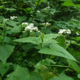 100 Graines de Sarrasin - Faciles à Planter pour Jardiniers Débutants