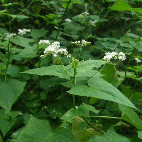 100 Graines de Sarrasin - Faciles à Planter pour Jardiniers Débutants