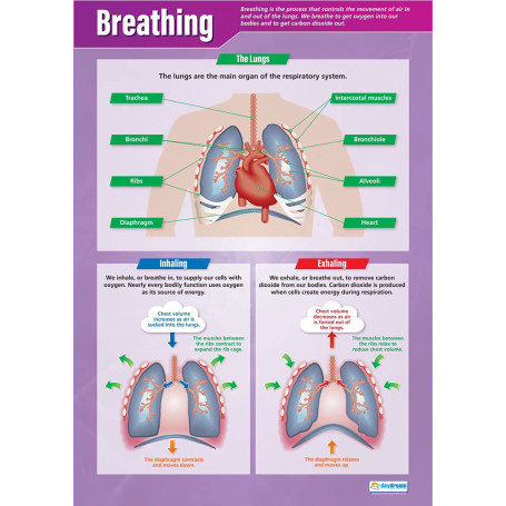 Affiche Scientifique sur la Respiration - A1 Multicolore pour Salle de Classe