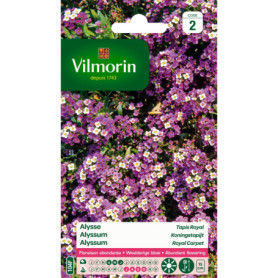 Alysse Violet Vilmorin - Plante Fleurie Compacte pour Jardin