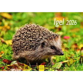 Calendrier Mural Premium Hérisson 2026 - Edition Seidel A4