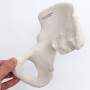 Modèle Anatomique de l'Os Iliaque avec Accès à 3B Smart Anatomy
