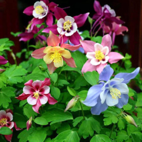 Graines d'Ancolie Multicolores - 30 Pièces pour un Jardin Éclatant