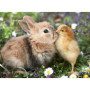 Puzzle Ravensburger 500 pièces - Lapin et Poussin