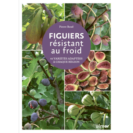 Figuiers résistant au froid - 44 variétés adaptées à chaque région