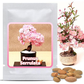 Graines de Cerisier du Japon (Prunus serrulata) 10 Pcs - Sakura Rose Arbre d'ornement rustique – Rêve floral pour jardin et Bons