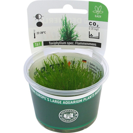 Dennerle Plant IT Invitro Plante pour aquarium – Flame Moss – Taxiphyllum Spec. Flame moss in vitro.