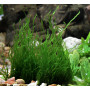 Dennerle Plant IT Invitro Plante pour aquarium – Flame Moss – Taxiphyllum Spec. Flame moss in vitro.