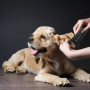 Brosse Chien Poil Court, Poils Morts pour Chiens et Chats, Toilettage Canin Chat Professionnel, Brosse pour toilettage et élimin