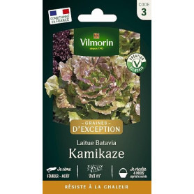 Laitue Batavia Kamikaze - Graines d'Exception