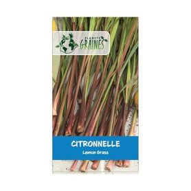 500 graines de citronnelle - lemongrass - Cymbopogon citratus