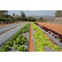 Areso Film de Paillage pour Potager, Film Noir 1x50 m, Rouleau sans Trous | Bâche jardin anti mauvaise herbes, paillage agricole