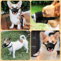 KEYRI 2 Pièces Muselière pour Chiens Muselière Souple Réglable pour | Chiens Respirant Muselière en Nylon Pour Chien Museliere A
