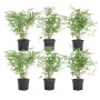 Bloomique - Lot de 6 - Fargesia Rufa - Bambou - Non traçant - Rustique - Persistant - Plantes de jardin - Hauteur 20-30 cm - Pot