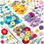 Vautvis 159 Fleurs Séchées Naturelles avec 1 Pince | Vraies Fleurs Pressées, Décoration Scrapbooking, Bougie Bricolage, Résine É