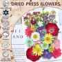 Vautvis 159 Fleurs Séchées Naturelles avec 1 Pince | Vraies Fleurs Pressées, Décoration Scrapbooking, Bougie Bricolage, Résine É