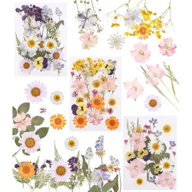 66 Pièces Fleurs Séchées Pressées Naturelles pour DIY et Décoration | Idéales pour albums photo, cartes, emballages cadeaux et c