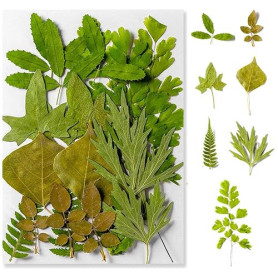 Feuilles Séchées Pressées, Feuilles Séchées Naturelles, Vraies Feuilles Style Vert, DIY pour Scrapbooking, Emballage Cadeau, Déc
