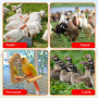 Dengthrive 14 Pcs Abreuvoir Automatique Poule Abreuvoir Poules 2 Forets | Distributeur Eau Poule Étanche Abreuvoir Poules Automa