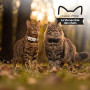 Weenect Chat XS - Mini Collier GPS pour Chat | Abonnement requis | Plus petit du marché • Une position par seconde • Sans limite