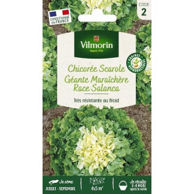 Chicorée Scarole Géante Maraîchère race Salanca - Vilmorin - Potagères | Chicorée Géante Maraîchère race Salanca | Scarole
